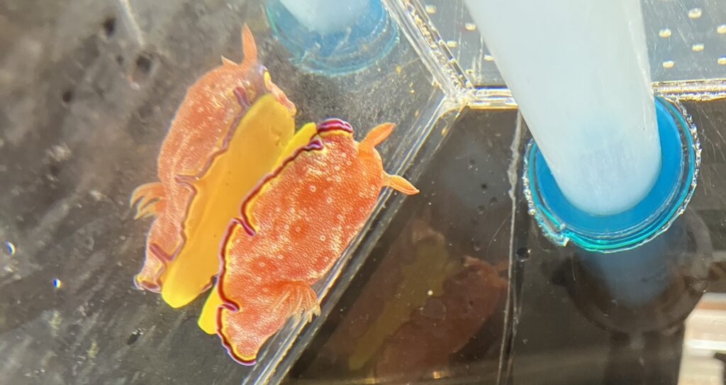 【ブログ】鹿児島・熊本旅行記